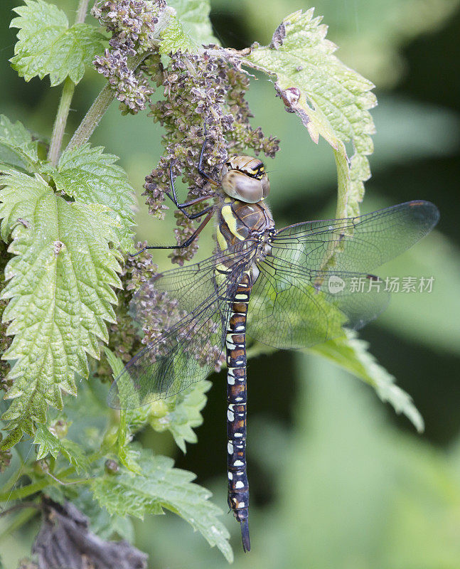 南鹰蜻蜓(Aeshna cyanea)雌性